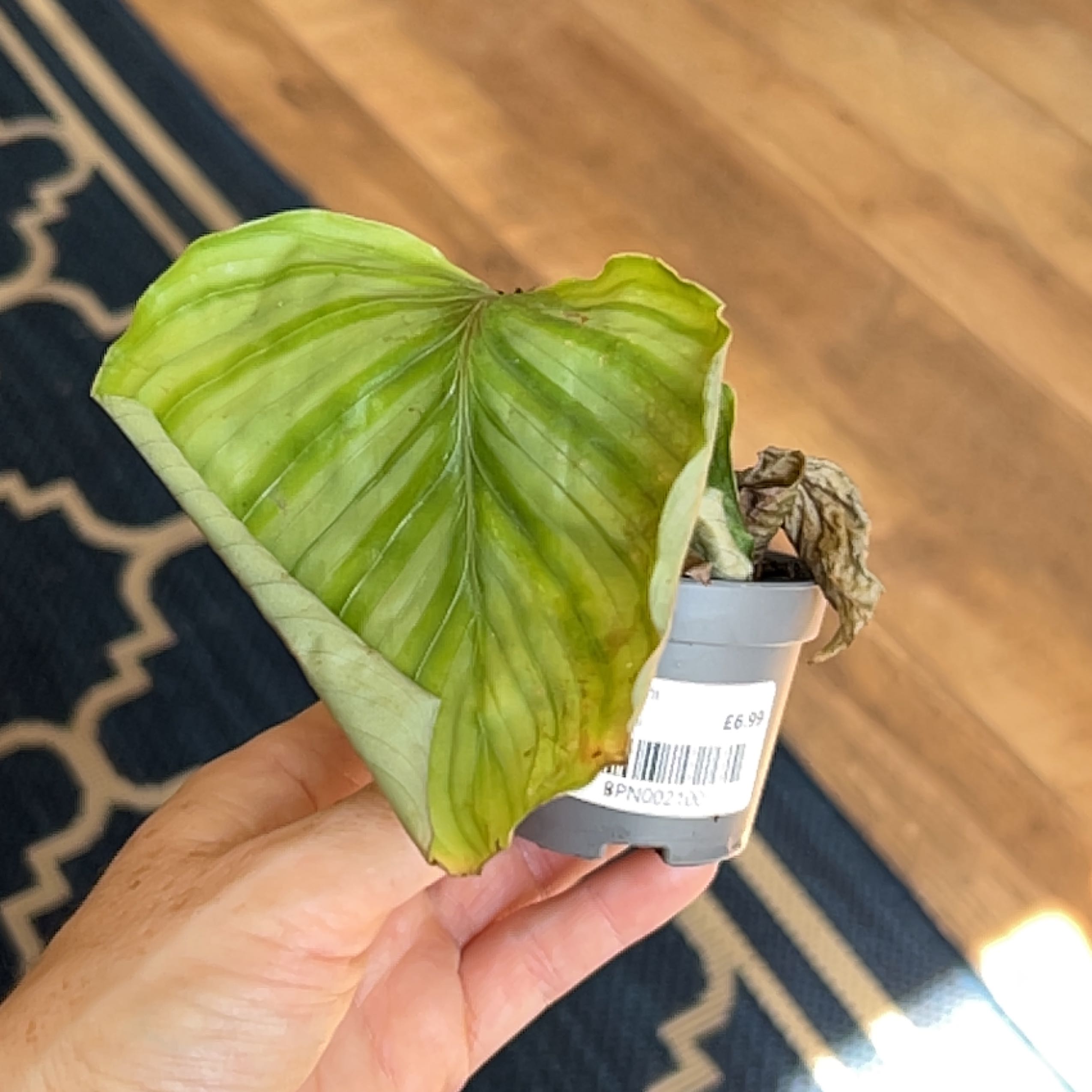 Photo of the plant species calathea by @LuckyCashew named Ronald on Greg, the plant care app