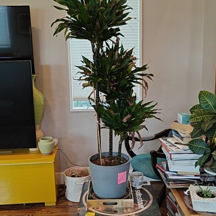 Photo of the plant species Dracaena 'Green Jewel' by @YardGreatburnet named Bruce Lee on Greg, the plant care app
