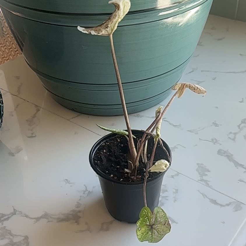 Photo of the plant species Caladium Pink Symphony by @YardPacificpea named Pinky on Greg, the plant care app