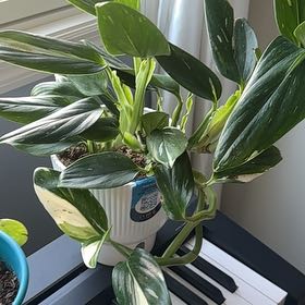 Photo of the plant species Monstera by @YardPacificpea named Foxxy on Greg, the plant care app