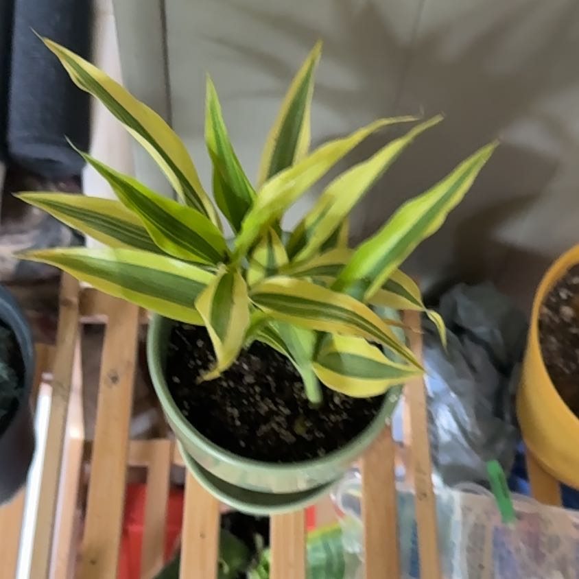 Photo of the plant species Madagascar Dragon Tree by @YernAtlascedar named Taylor Swift on Greg, the plant care app