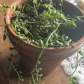 Photo of the plant species String of Tears by @YernAtlascedar named Fernie Saunders on Greg, the plant care app