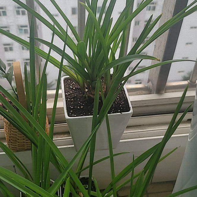 Photo of the plant species Polianthes tuberosa by @MovingFicusalii named L on Greg, the plant care app