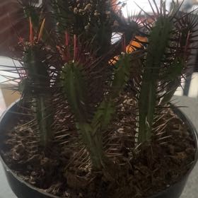 Photo of the plant species Euphorbia enopia by @PoisedPeperomia named Marvin on Greg, the plant care app