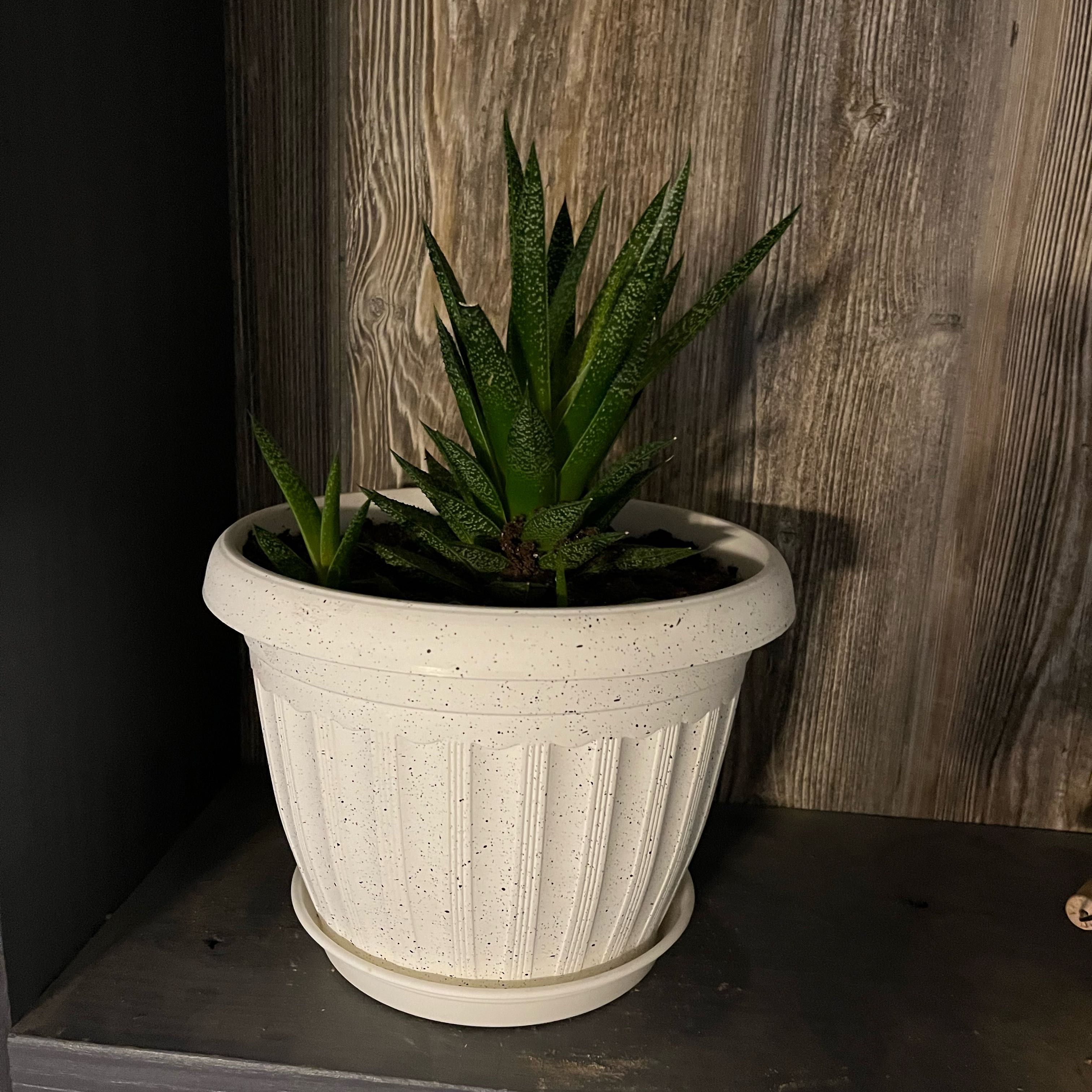 Photo of the plant species Assorted Gasteria by @LikelyAmbrosina named Kobe on Greg, the plant care app