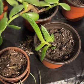 Photo of the plant species Assorted Gasteria by @LikelyAmbrosina named Kobi Babies on Greg, the plant care app
