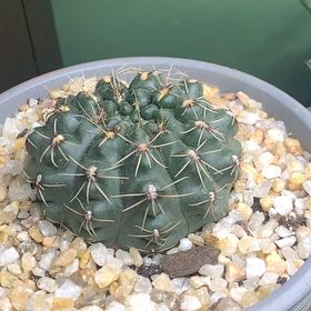 Photo of the plant species Chin Cactus by @MovingFicus named Spidey on Greg, the plant care app