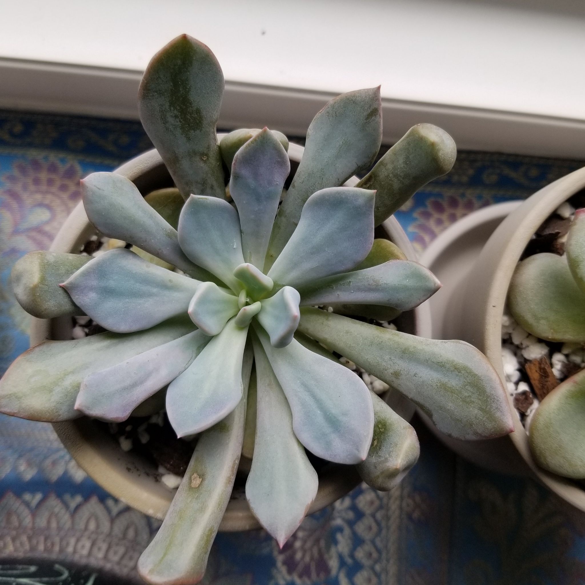 Photo of the plant species Echeveria Cupid by @NurseZucchini named Demi on Greg, the plant care app