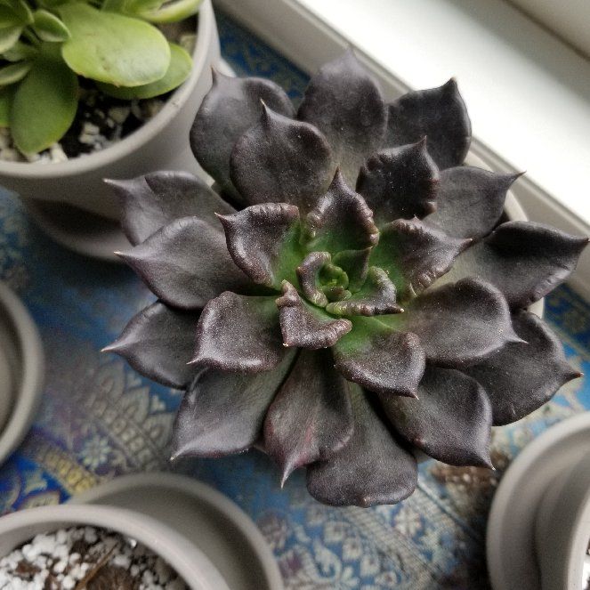 Photo of the plant species Super Bowl Black Madiba by @NurseZucchini named da Vinci on Greg, the plant care app