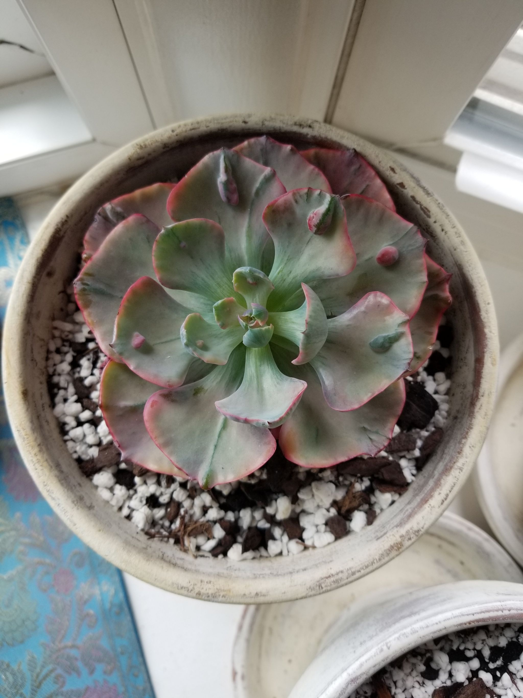 Photo of the plant species Beyonce Rainbow Echeveria by @NurseZucchini named Xena on Greg, the plant care app