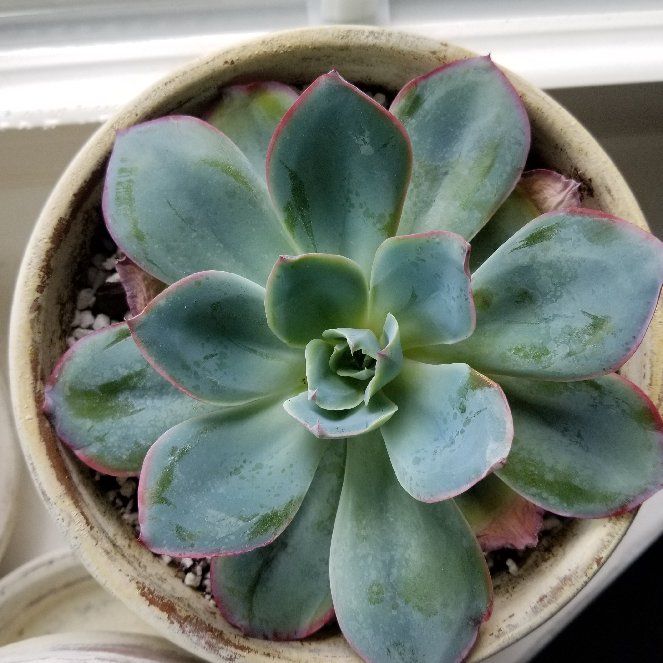 Photo of the plant species Echeveria 'Neon' by @NurseZucchini named Denali on Greg, the plant care app