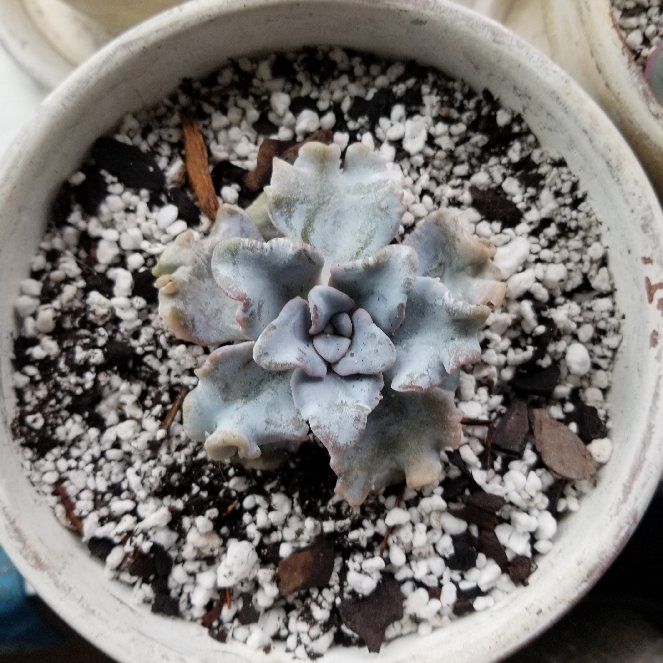 Photo of the plant species Echeveria Crispate Beauty by @NurseZucchini named Lavender on Greg, the plant care app