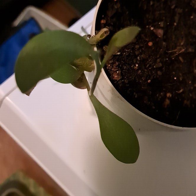 Photo of the plant species Inch Plant by @ArtisanTricolor named Xena on Greg, the plant care app