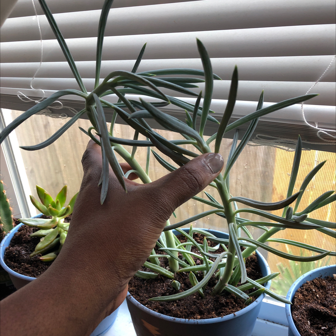 Blue Chalksticks plant in a pot, held by a hand, with visible soil and other plants in the background.