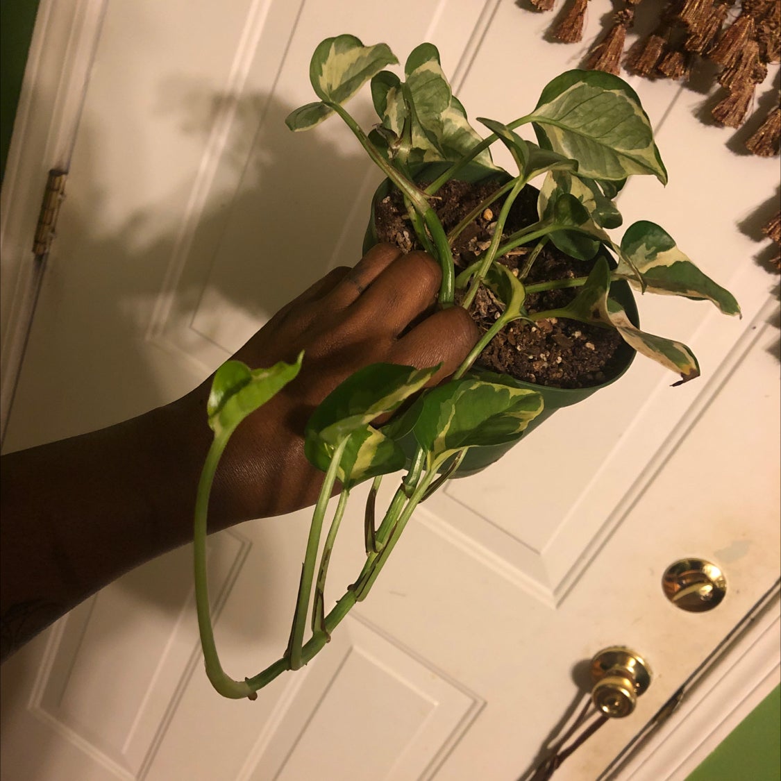 Pothos Propagation: A Step-By-Step Guide to Lush Greenery