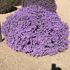 Photo of the plant species Desert Christmas Tree by @PremierSkyplant named Hemingway on Greg, the plant care app