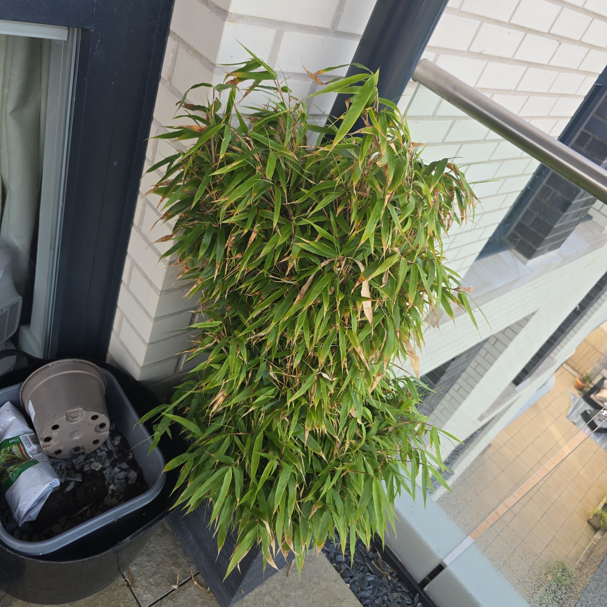 Photo of the plant species Hardy Bamboo by @WhollyConecatus named Gates on Greg, the plant care app