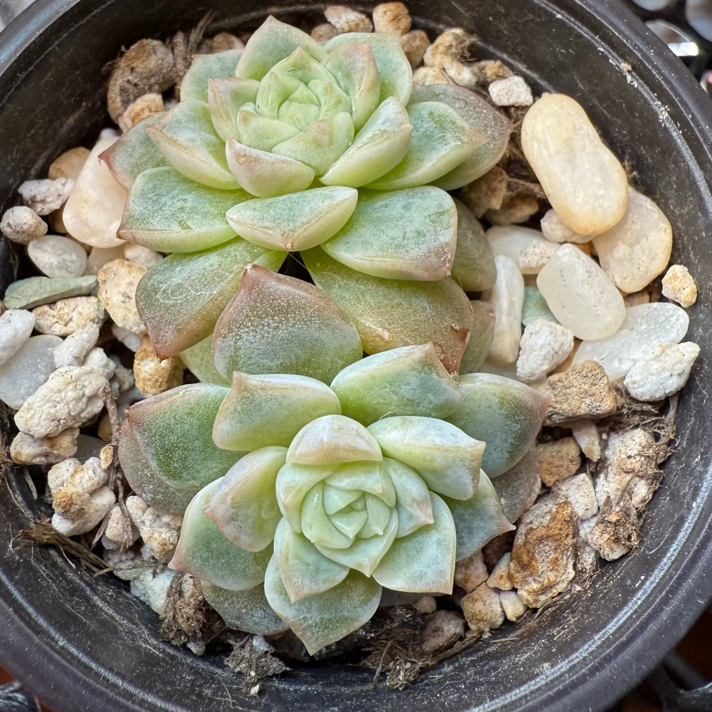 Photo of the plant species Echeveria 'Pink Crystal' by @kurumayu named Pink Spot on Greg, the plant care app