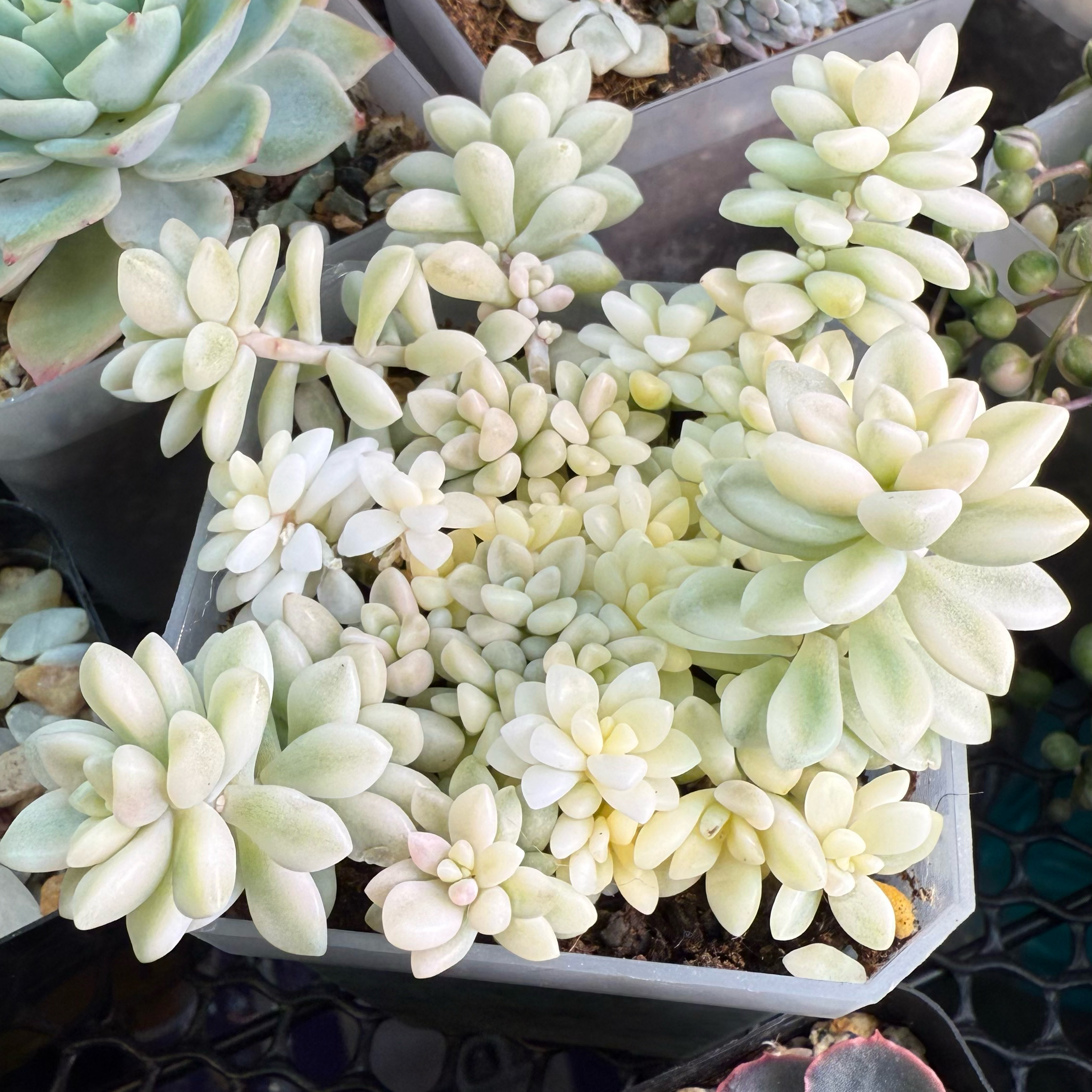 Photo of the plant species Graptopetalum 'Mirinae' by @kurumayu named Graptopetalum on Greg, the plant care app