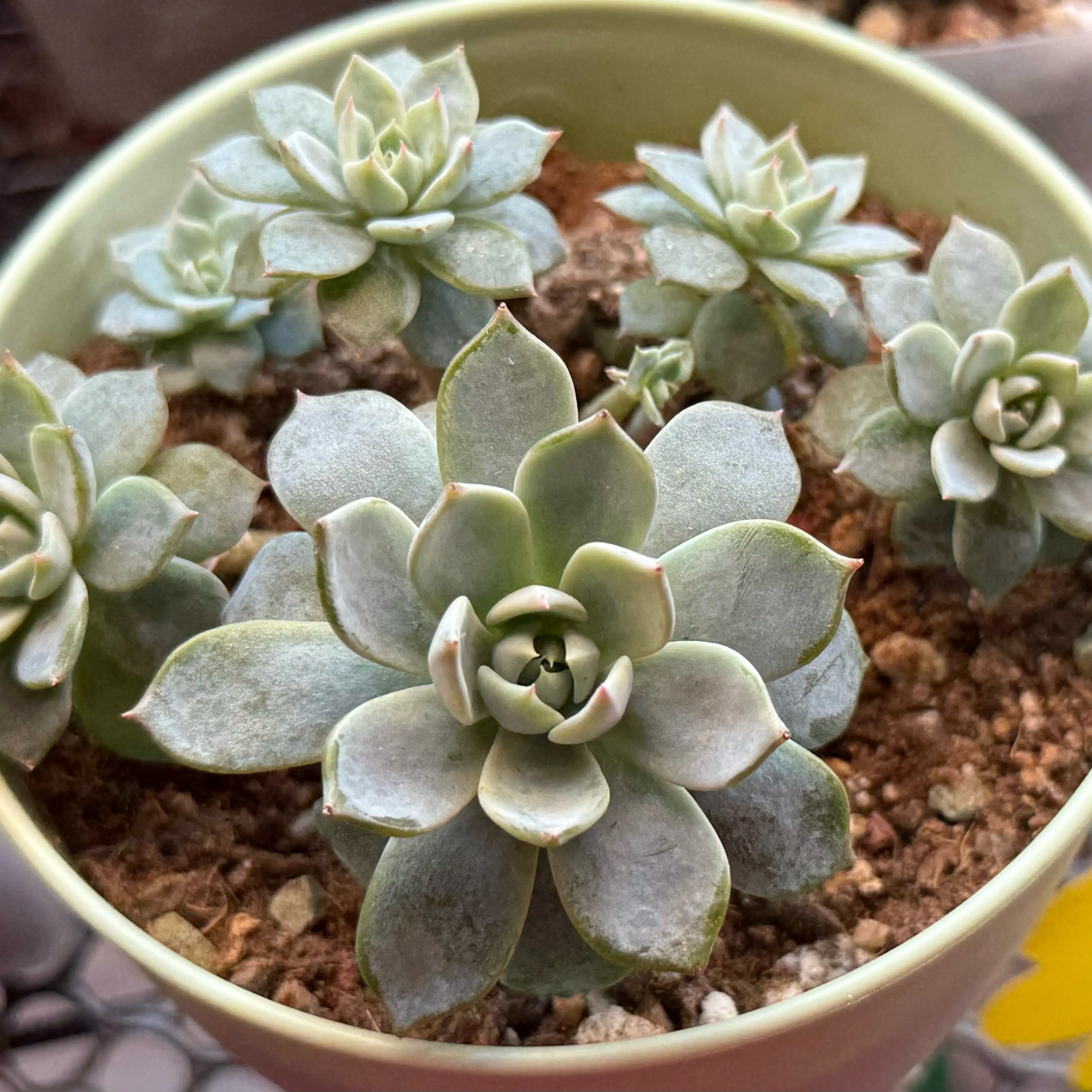 Photo of the plant species Echeveria 'Azulita' by @kurumayu named Azulita on Greg, the plant care app