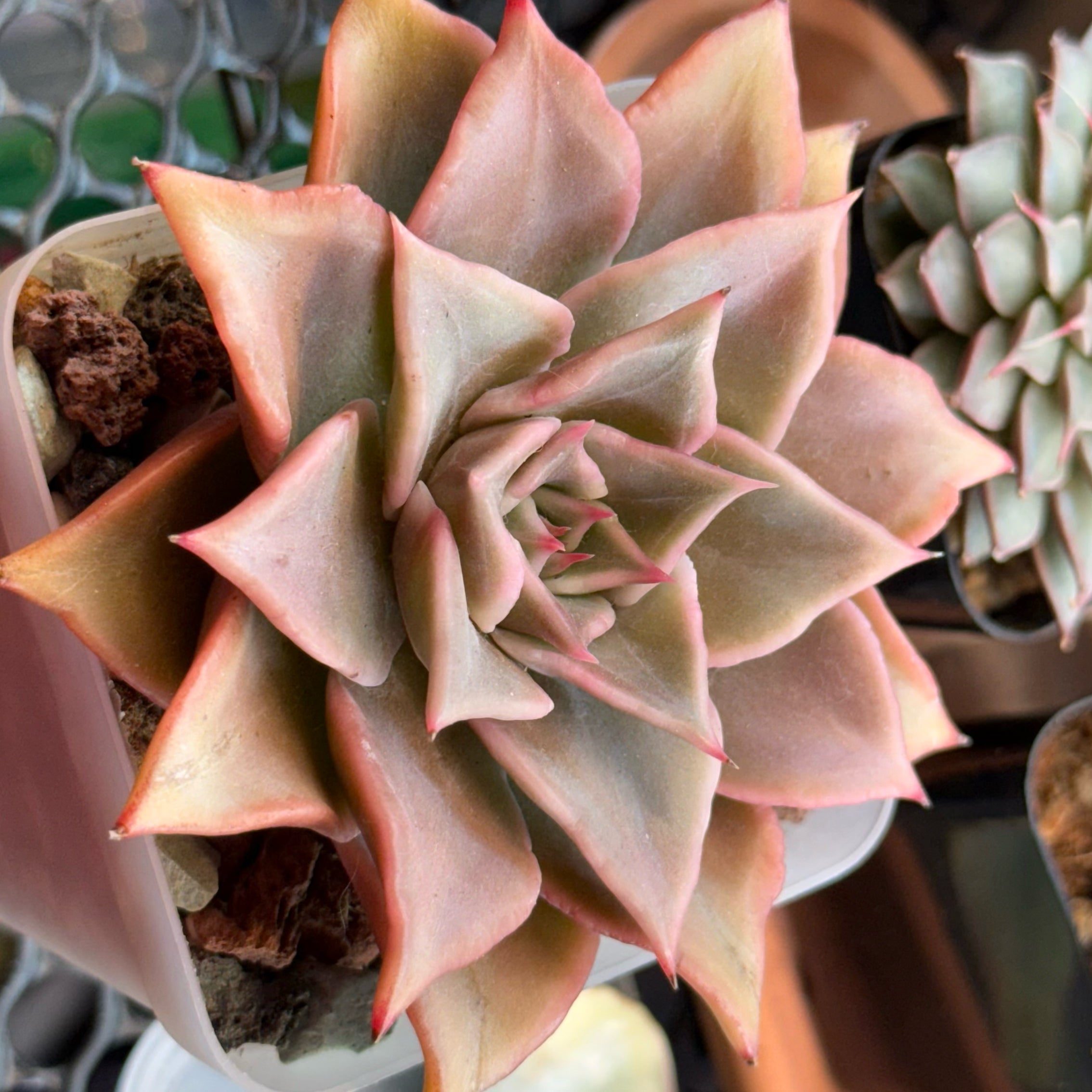 Photo of the plant species Echeveria 'Madiba' by @kurumayu named Madiba on Greg, the plant care app