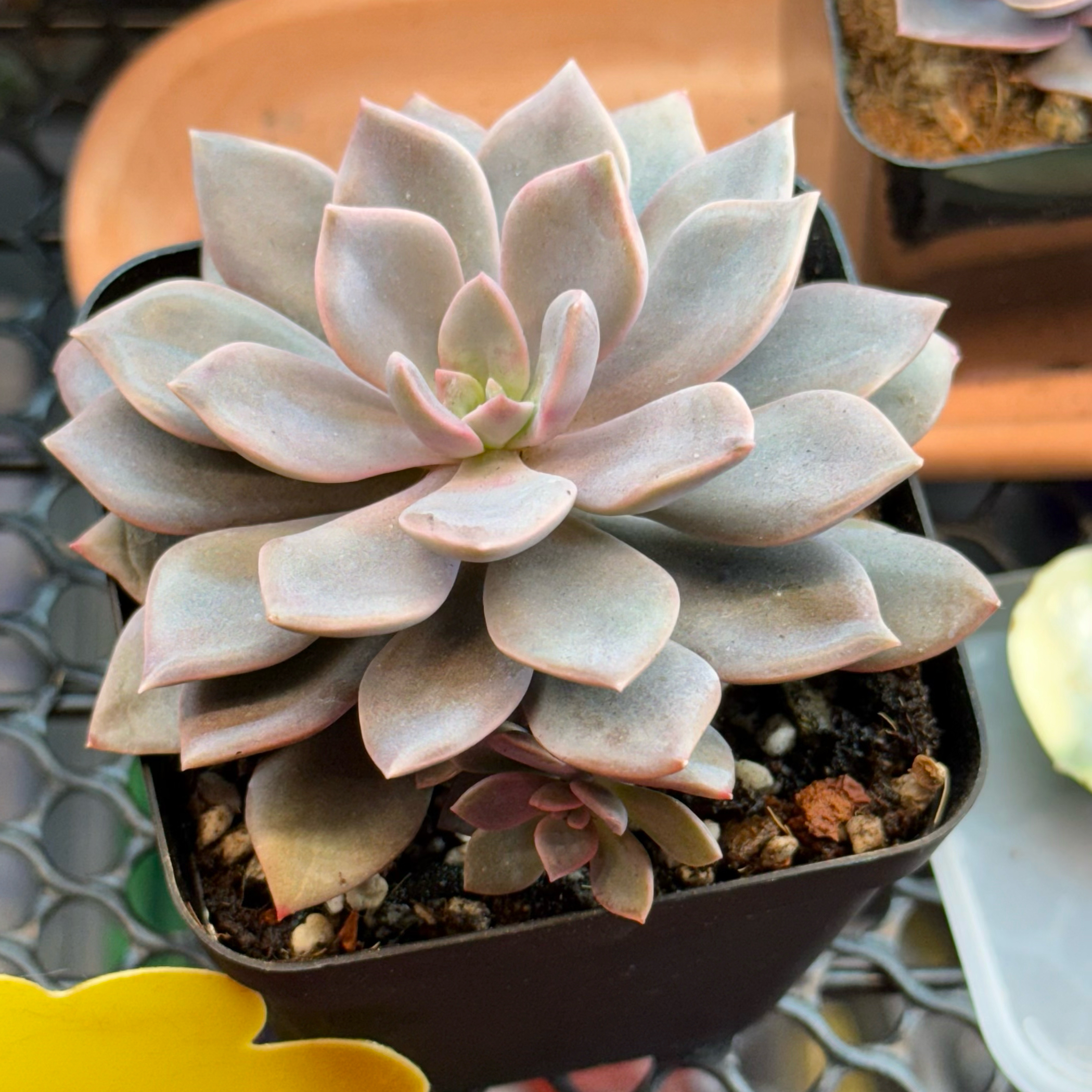 Photo of the plant species Graptoveria Debbi by @kurumayu named Debbie on Greg, the plant care app