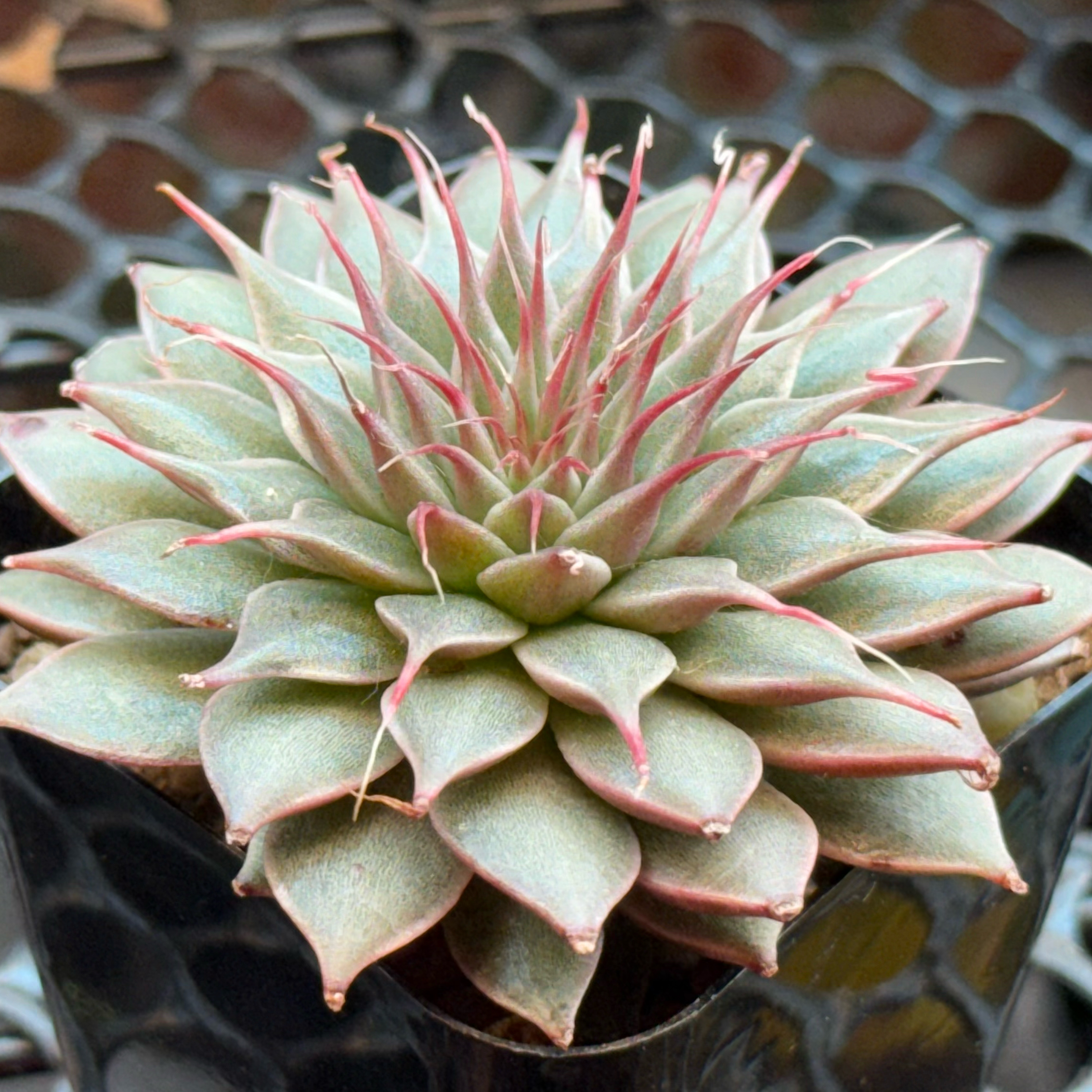 Photo of the plant species Graptoveria 'Silver Star' by @kurumayu named Filiferum on Greg, the plant care app