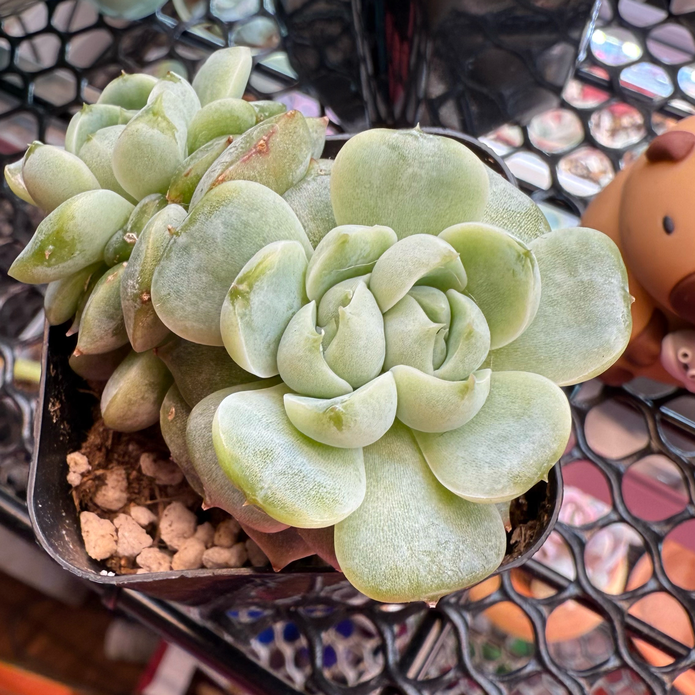 Photo of the plant species echeria red velvet sugar heart by @kurumayu named Red Velvet on Greg, the plant care app