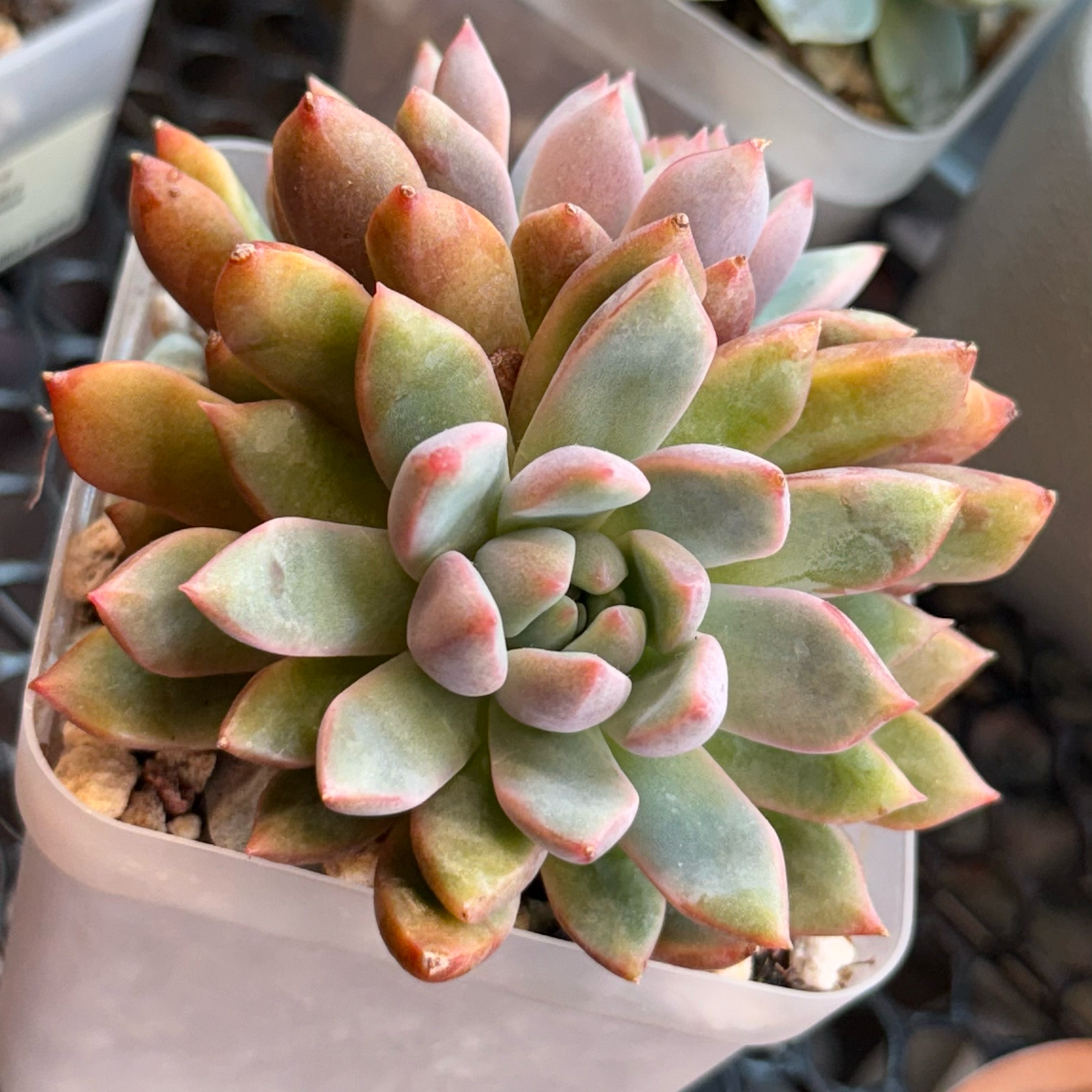 Photo of the plant species Bloody Yan by @kurumayu named Echo the Bigger on Greg, the plant care app