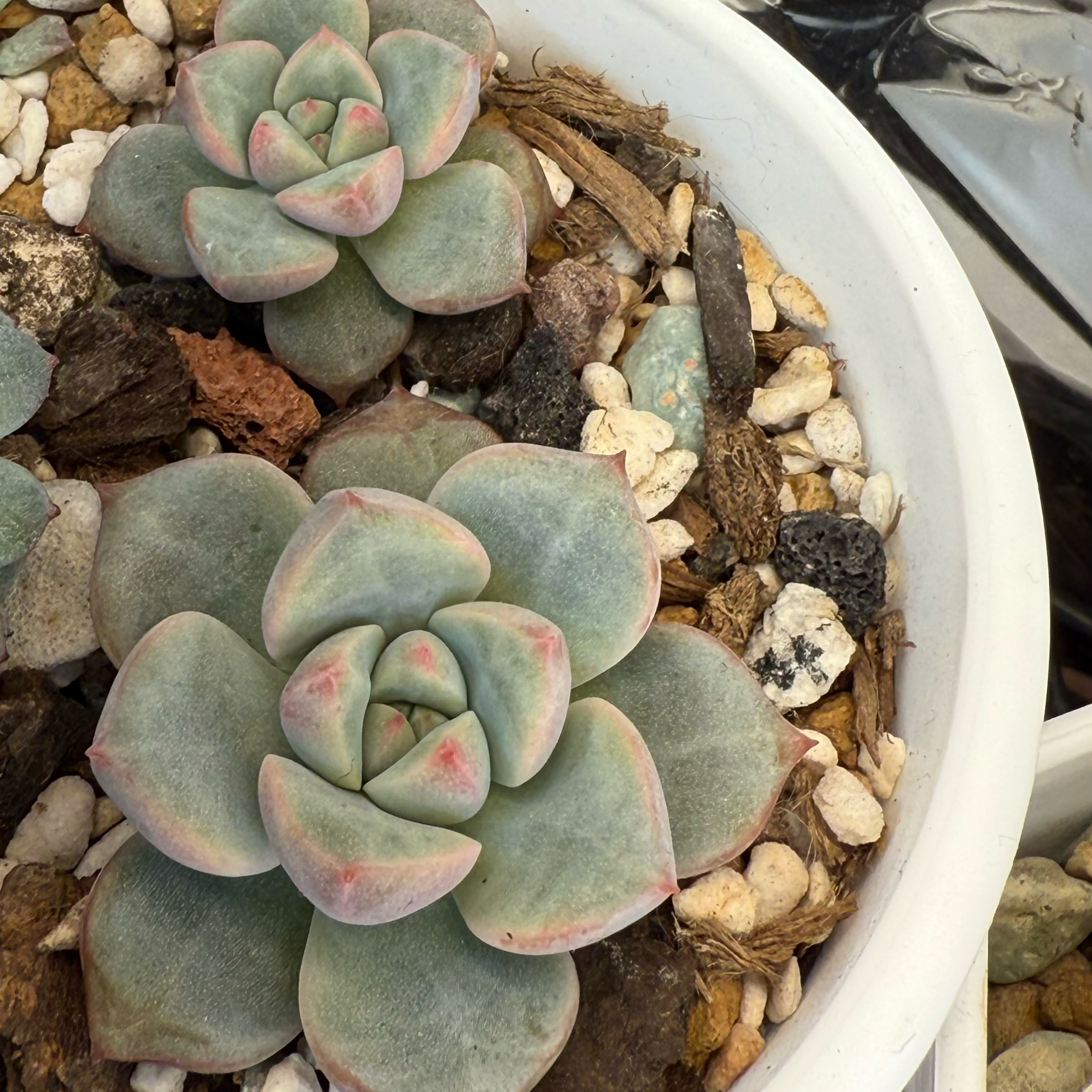Photo of the plant species Bloody Yan by @kurumayu named Echo Bloody Yan on Greg, the plant care app