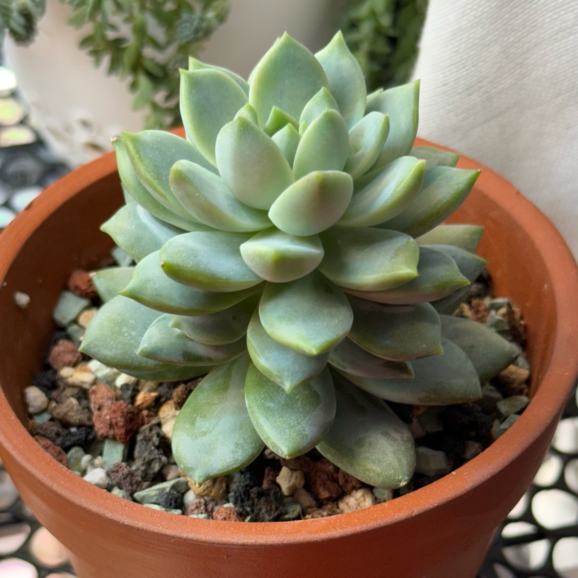 Photo of the plant species Graptoveria by @kurumayu named Trader Joe's on Greg, the plant care app