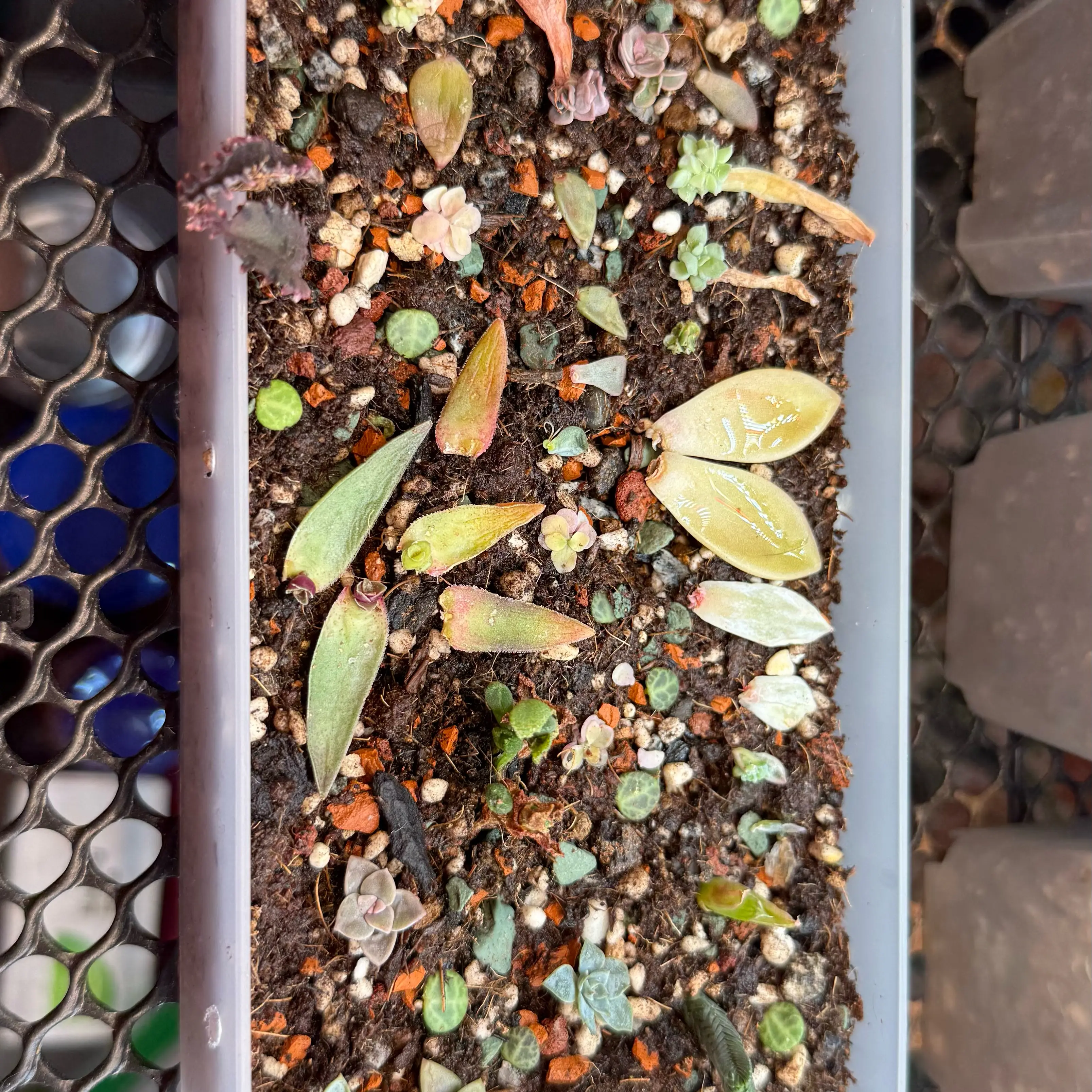 Photo of the plant species Assorted by @kurumayu named Nursery on Greg, the plant care app