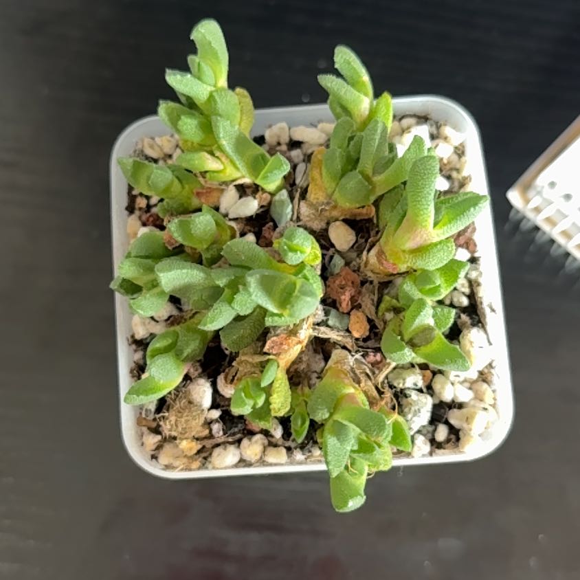Photo of the plant species Kussingvygie by @kurumayu named Stomatium Mustellinum on Greg, the plant care app