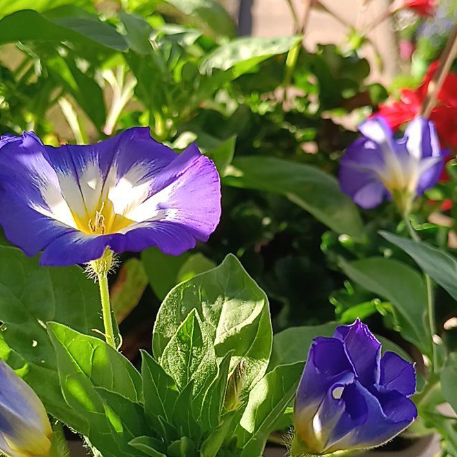 Photo of the plant species Dwarf Morning-Glory by @PrizedScrubpine named Mochi on Greg, the plant care app