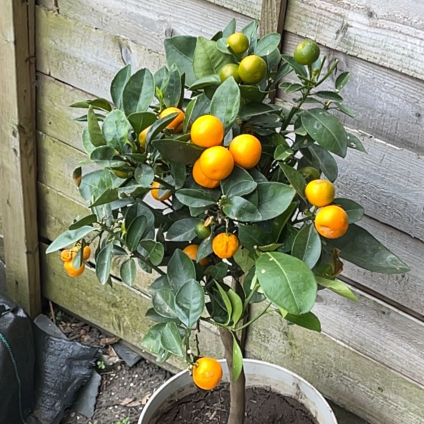 Photo of the plant species Sweet Orange Tree 'Cipo' by @DoubtlessKaro named Doja Cat on Greg, the plant care app