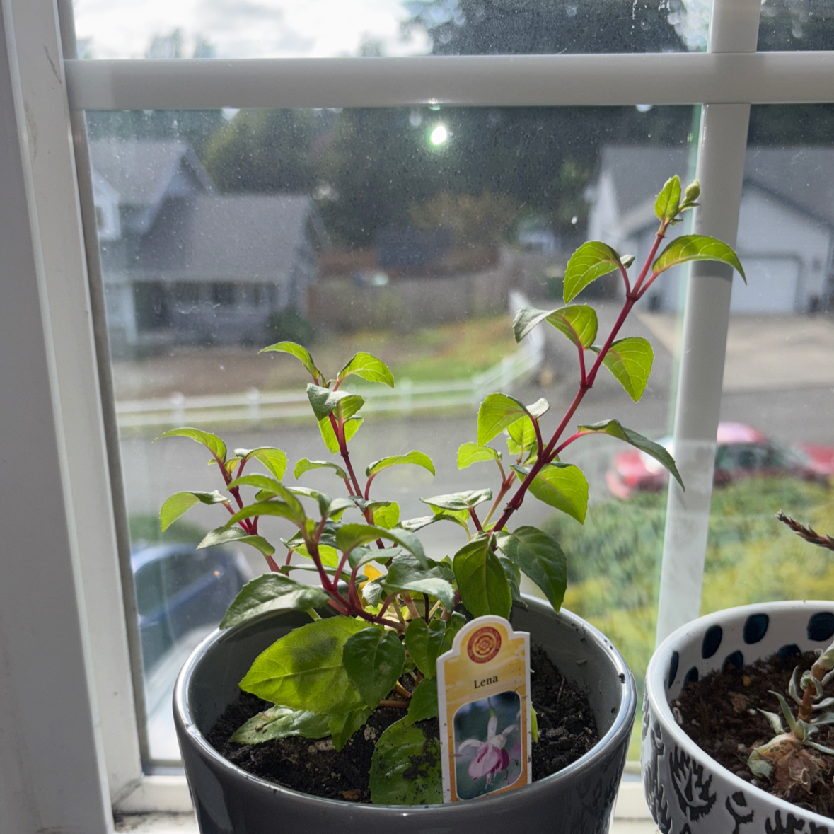 Photo of the plant species Fuchsia 'Lena' by @donovank07 named Lena on Greg, the plant care app