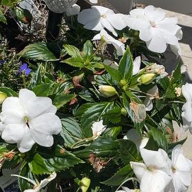 Photo of the plant species Great Blue Lobelia by @MerryTerranium named da Vinci on Greg, the plant care app