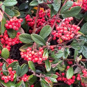 Photo of the plant species Milkflower Cotoneaster by @MerryTerranium named Diana on Greg, the plant care app