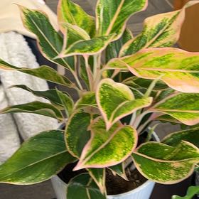 Photo of the plant species Pink Aurora Aglaonema by @Rmkruse named Kardashian on Greg, the plant care app