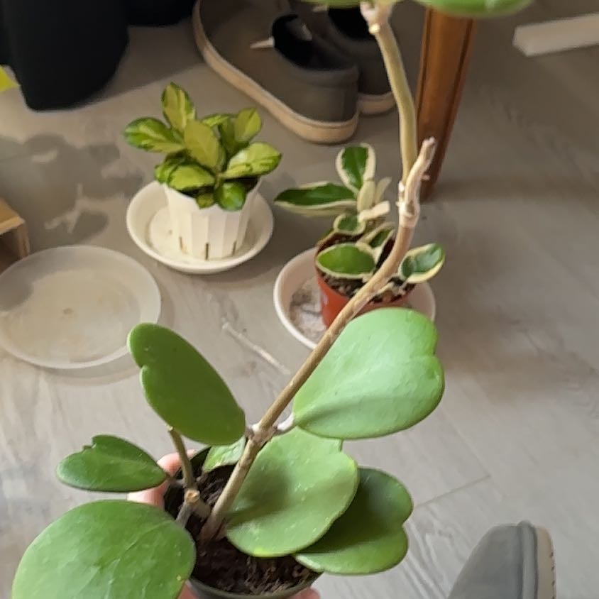 Photo of the plant species Sweetheart plant by @ExecJoshuatree named Bella on Greg, the plant care app