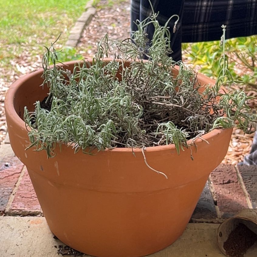 Photo of the plant species Goodwin Creek Lavender by @YoungGreenlaver named McKinley on Greg, the plant care app