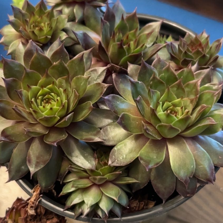 Photo of the plant species Sempervivum Red Heart by @RomanticVetiver named Bieber on Greg, the plant care app