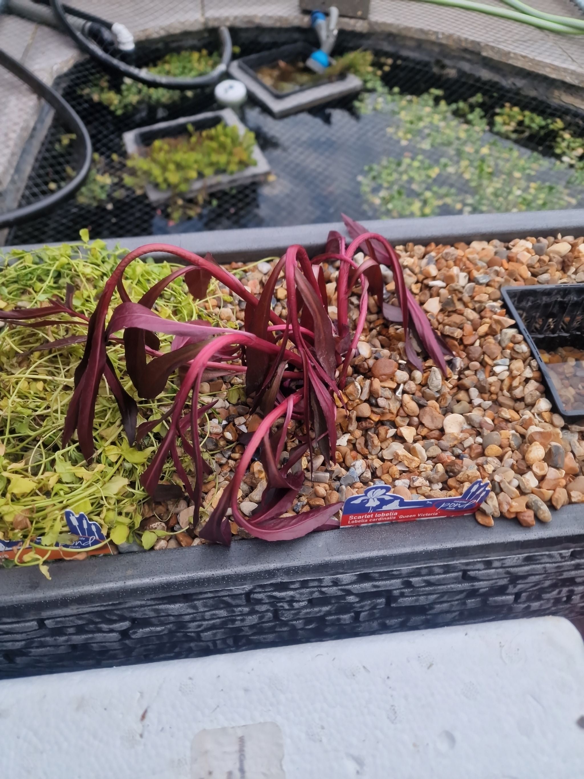 🌸 5 BudgetFriendly Annual Lobelia Landscaping Ideas