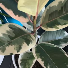 Photo of the plant species Rubber Plant by @MarkedWoodsrose named Elle on Greg, the plant care app