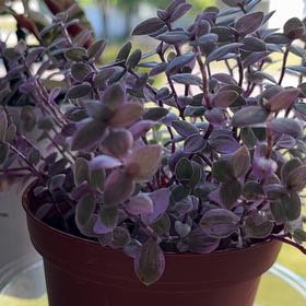 Photo of the plant species Tradescantia Pink Panther by @MarkedWoodsrose named Leaf Erickson on Greg, the plant care app
