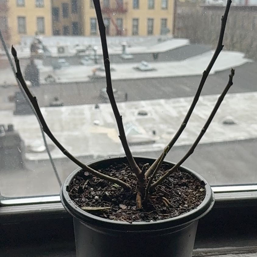 Photo of the plant species Hardy Fig Tree by @QuotableMaylily named Lola on Greg, the plant care app