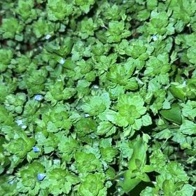 Photo of the plant species Birdeye Speedwell by @YummyVicksplant named Nemo on Greg, the plant care app