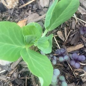 Photo of the plant species Beach Pea by @YummyVicksplant named Marley on Greg, the plant care app