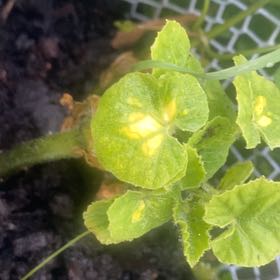 Photo of the plant species Indian Lettuce by @YummyVicksplant named Tree Diddy on Greg, the plant care app