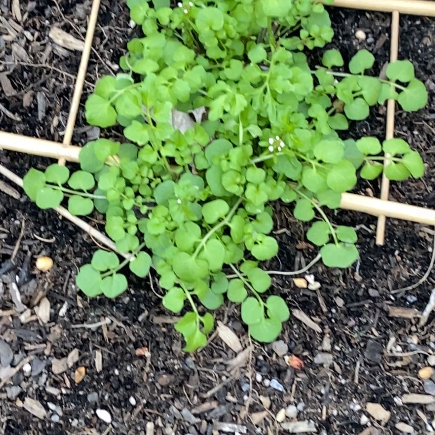 Photo of the plant species Hairy Bittercress by @YummyVicksplant named Hamilton on Greg, the plant care app